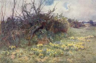 Cuando los narcisos empiezan a asomar